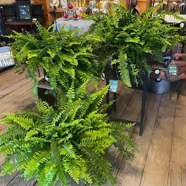 UV-Resistant Lifelike Artificial Boston Fern