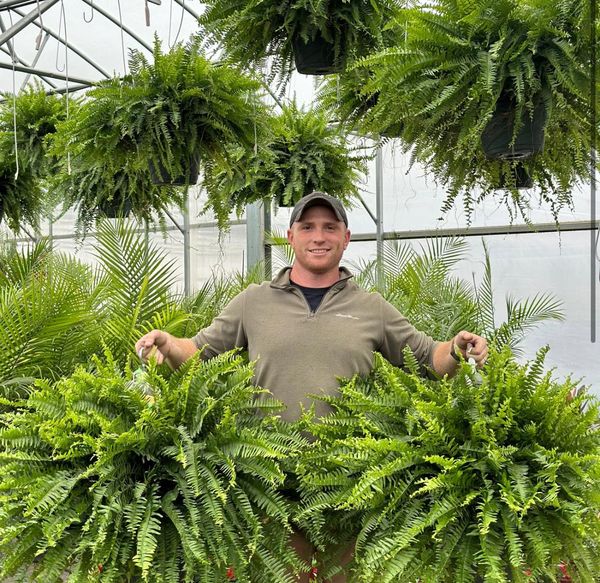 UV-Resistant Lifelike Artificial Boston Fern
