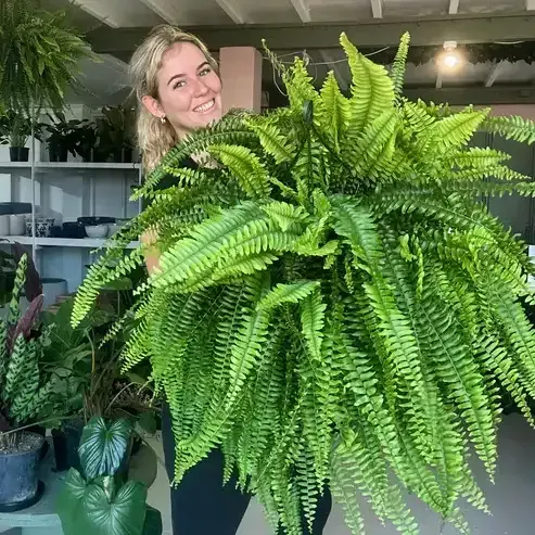 UV-Resistant Lifelike Artificial Boston Fern