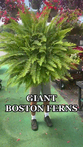 Artificial Boston Fern product detail